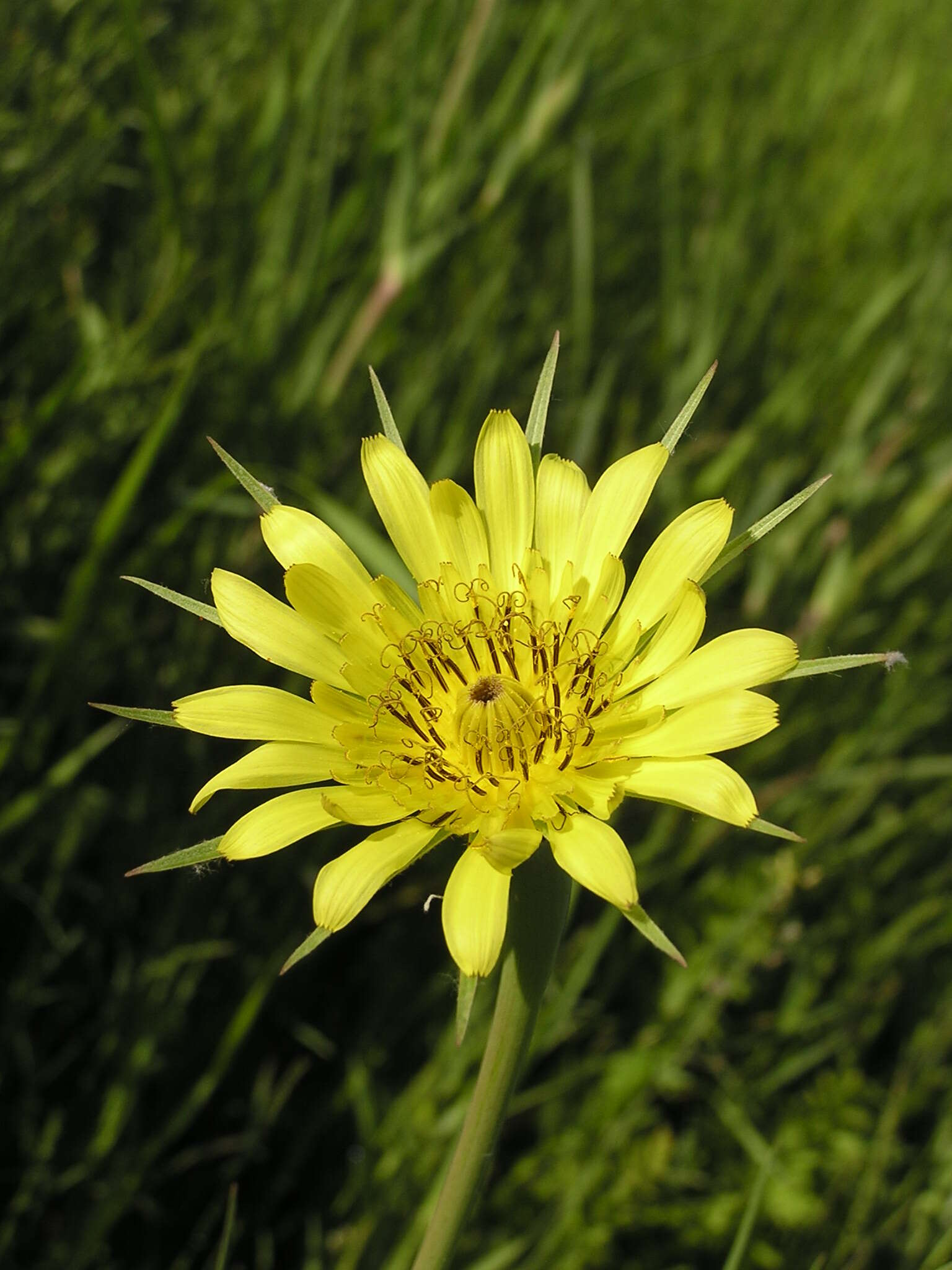 Image of yellow salsify