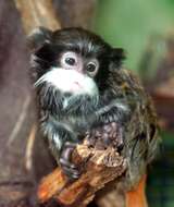 Image of Black-chinned Emperor Tamarin