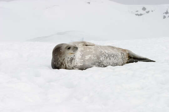 Image of Weddell seal