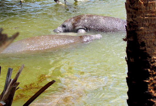 Image of manatees