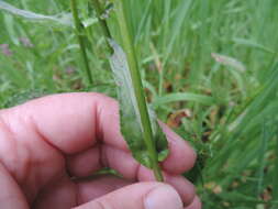 Image of <i>Senecio <i>littoreus</i></i> var. littoreus