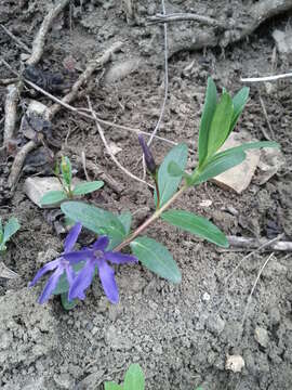 Image of herbaceous periwinkle