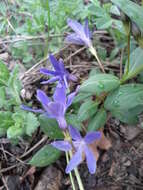 Image of herbaceous periwinkle