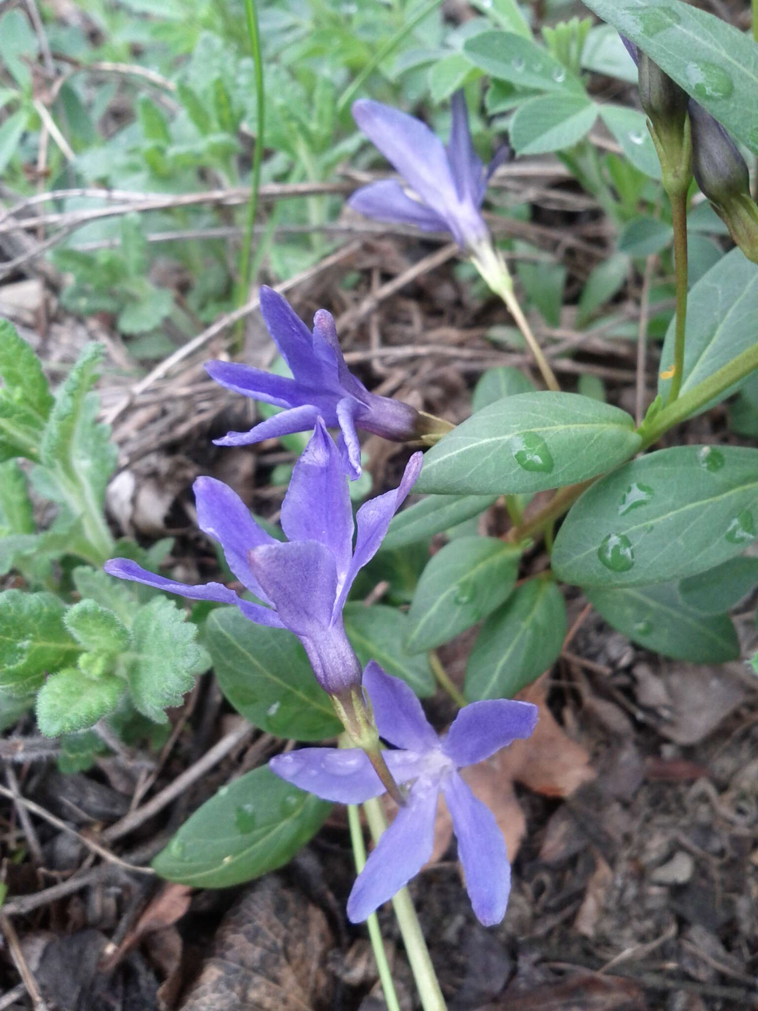 Image of herbaceous periwinkle