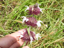 Image of basil beebalm