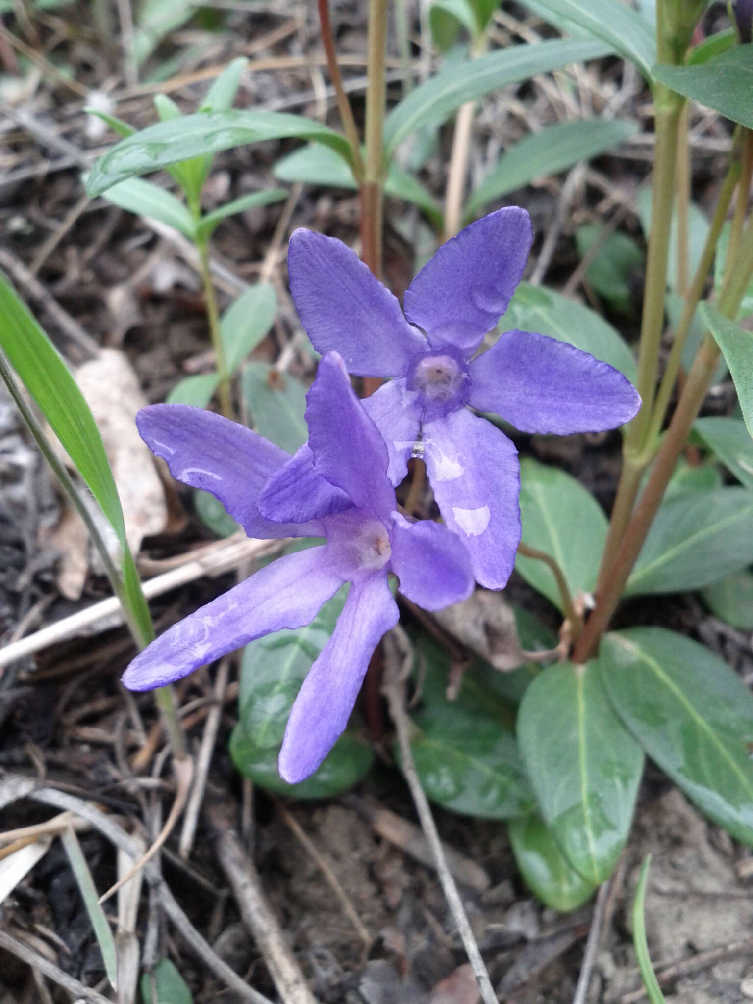 Image of herbaceous periwinkle