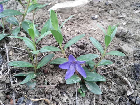 Image of herbaceous periwinkle