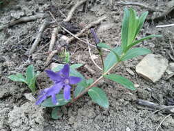 Image of herbaceous periwinkle