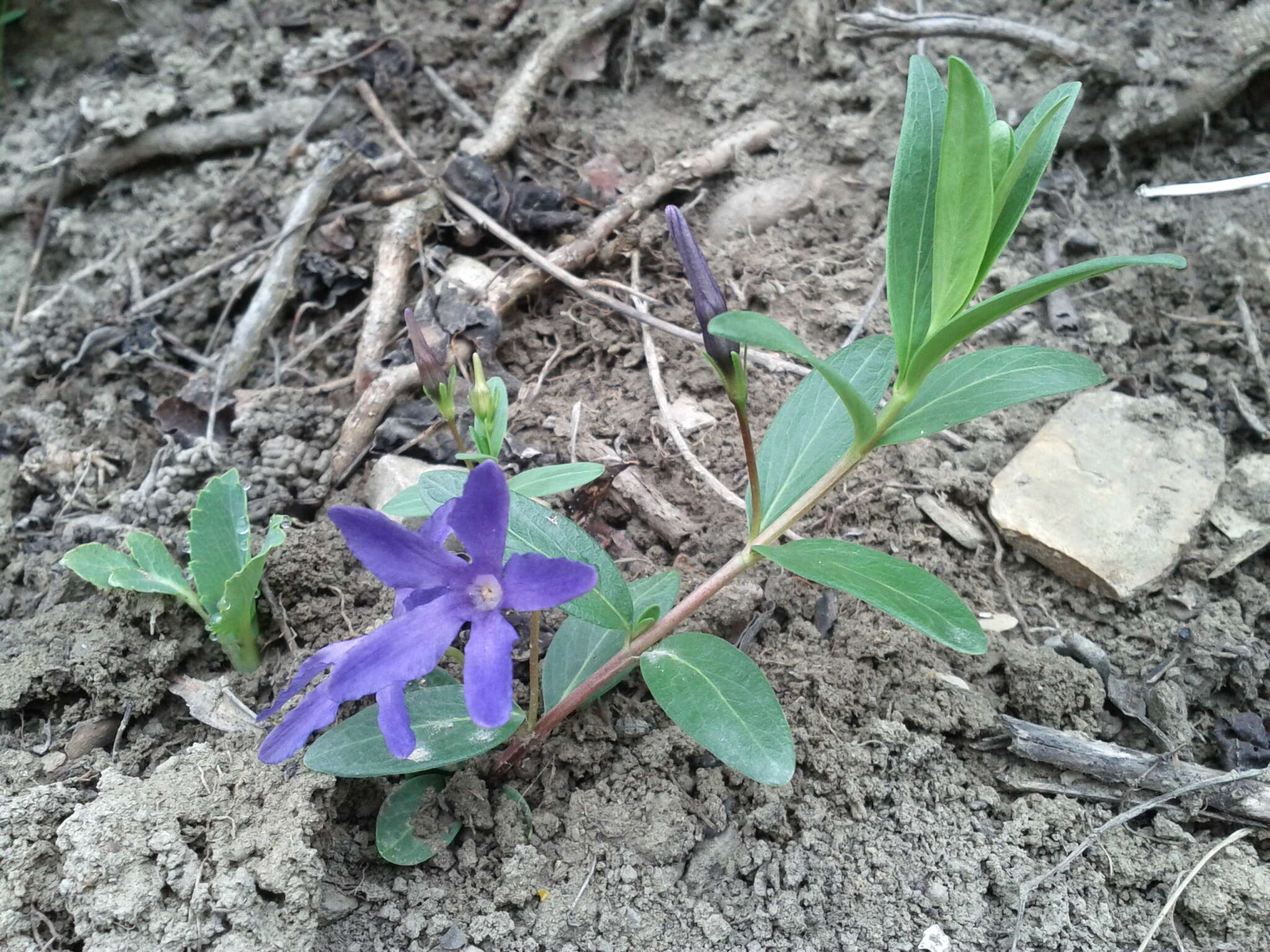 Image of herbaceous periwinkle