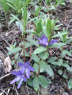 Image of herbaceous periwinkle