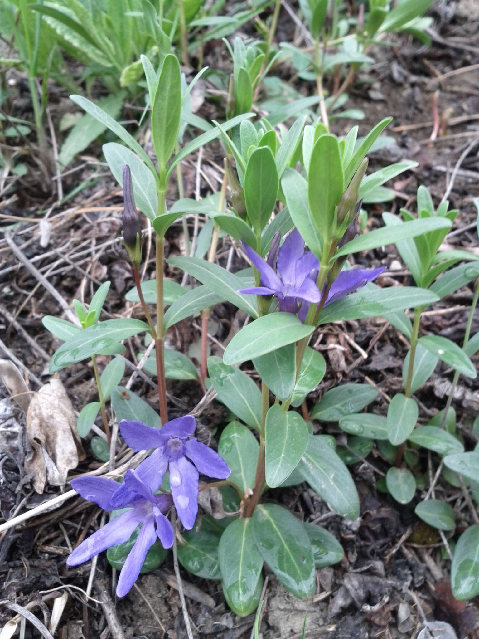 Image of herbaceous periwinkle