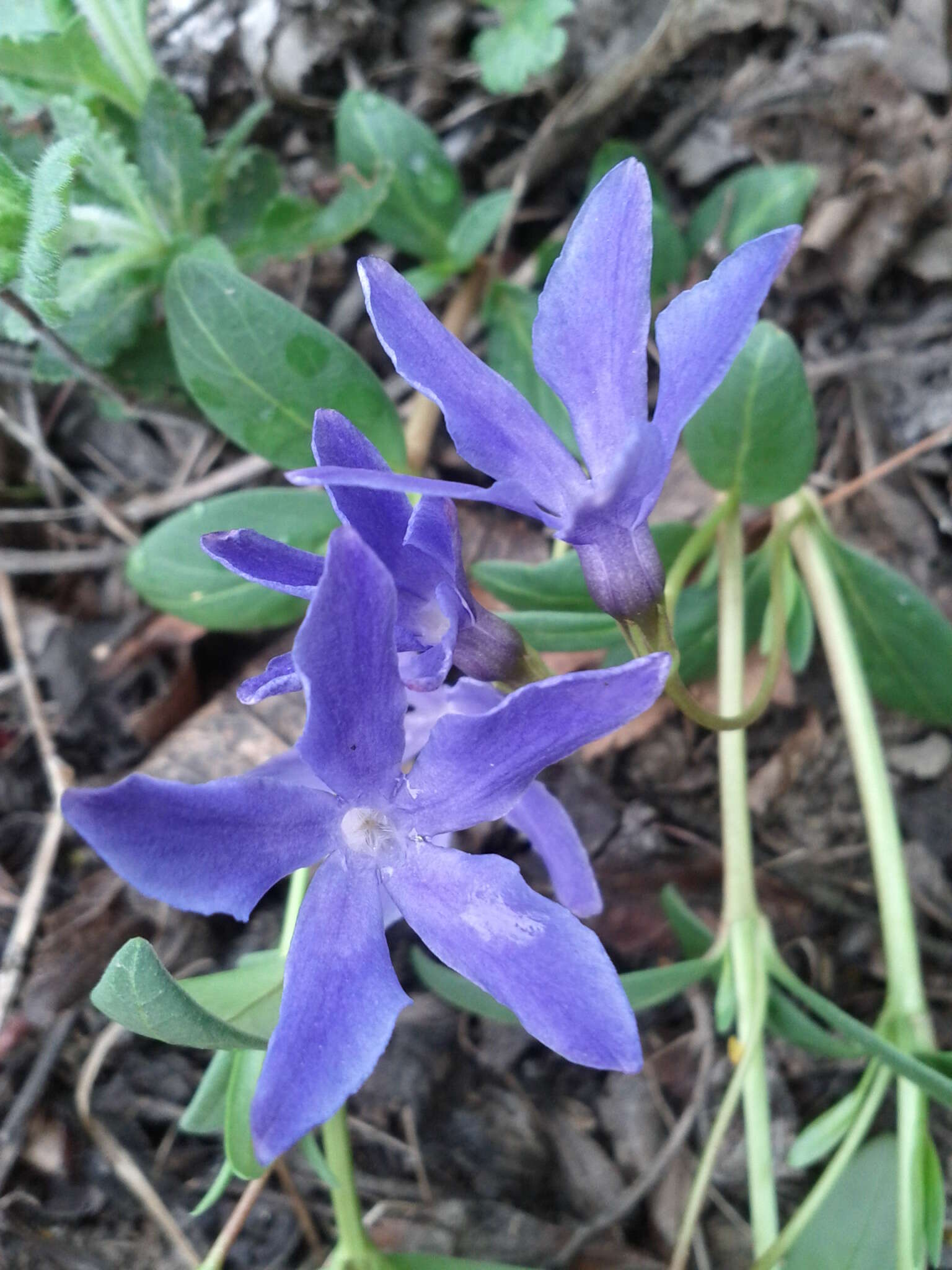 Image of herbaceous periwinkle