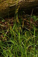 Image de Carex maackii Maxim.