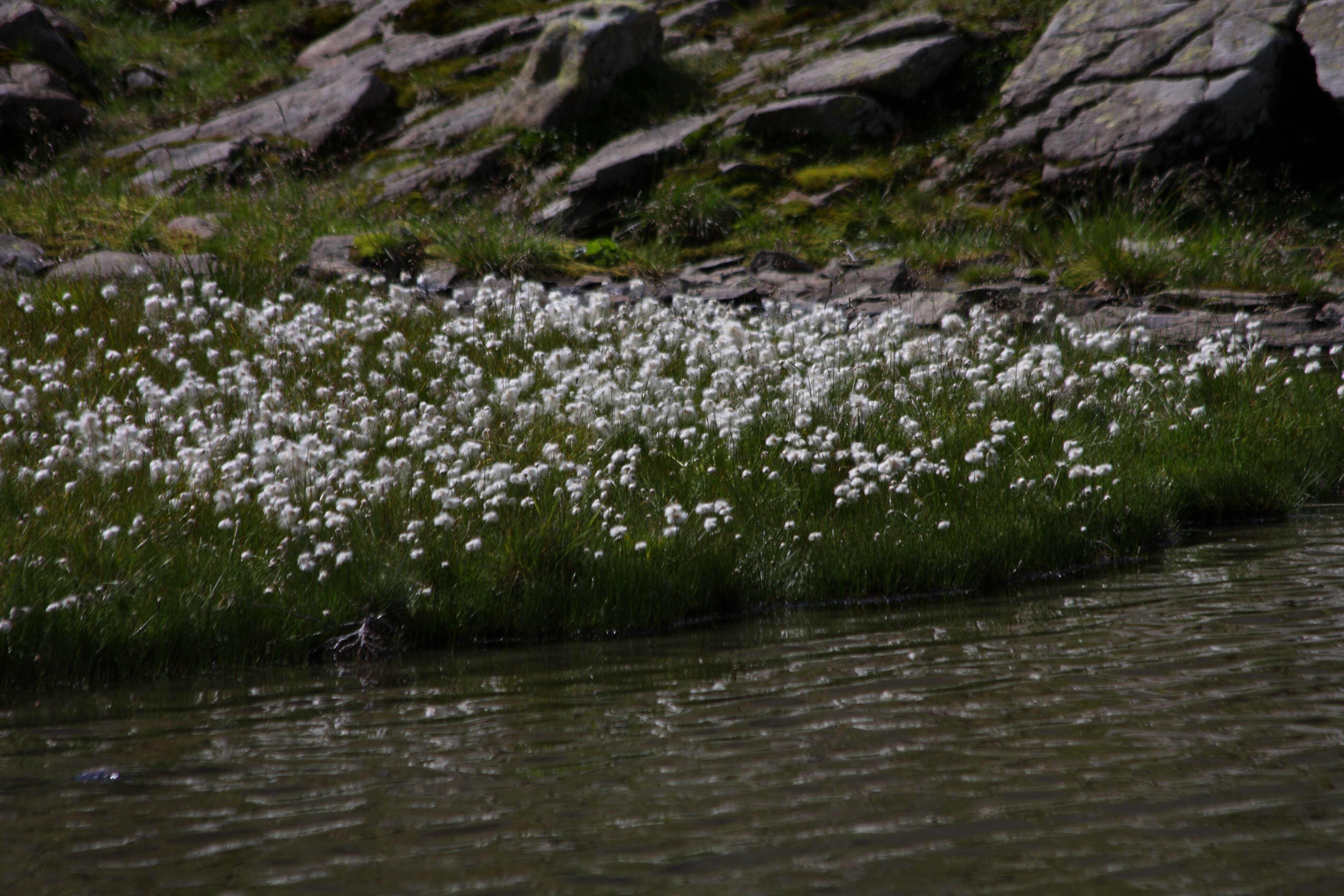 Plancia ëd Eriophorum scheuchzeri Hoppe