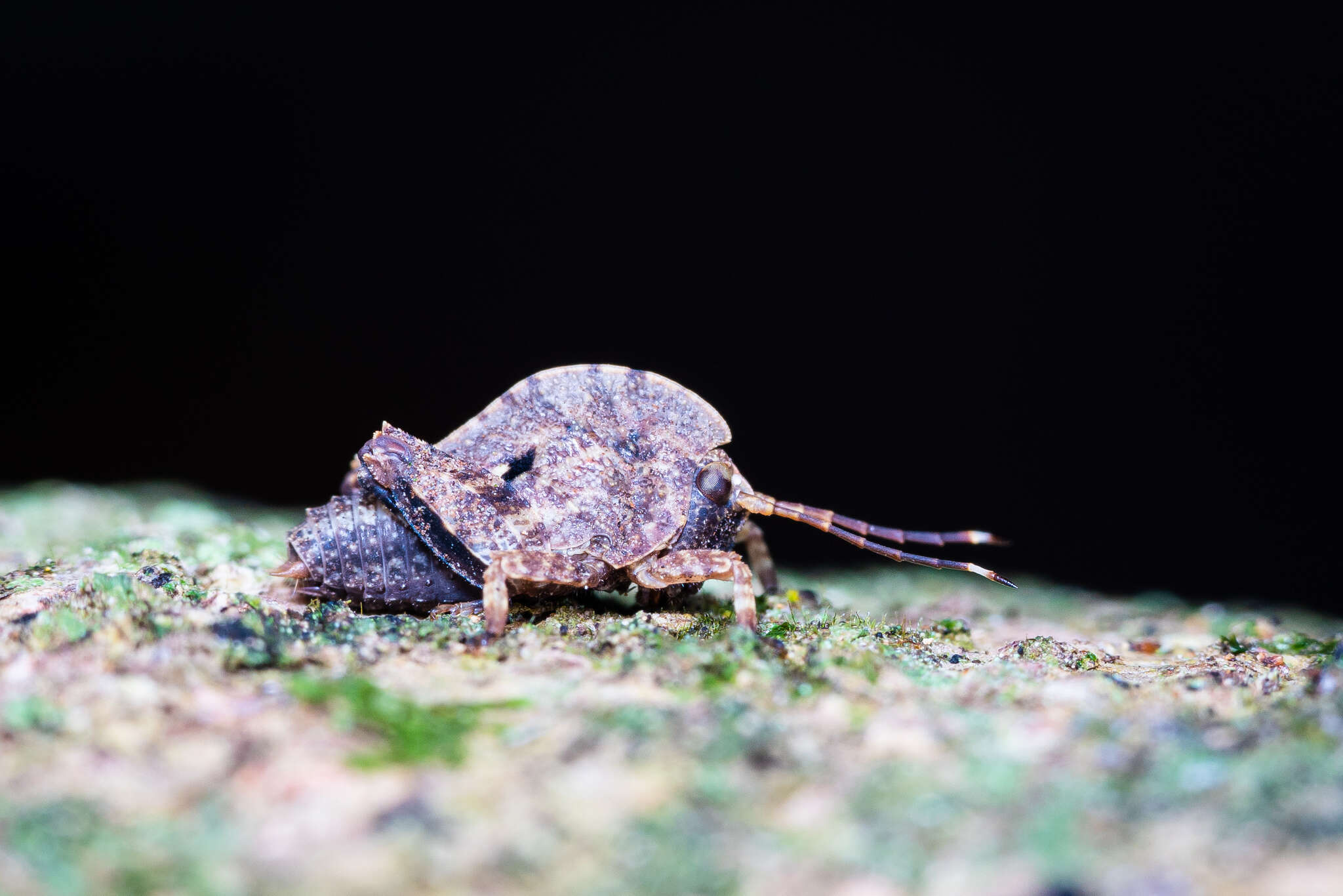 Image of Hyperyboella orphania Günther & K. 1938