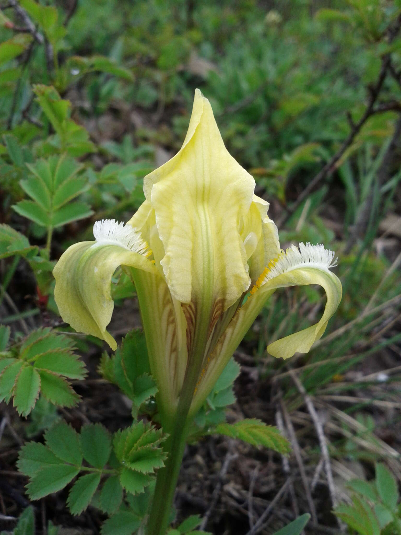 Plancia ëd Iris pumila L.