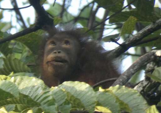 Image de Pongo pygmaeus morio (Owen 1837)