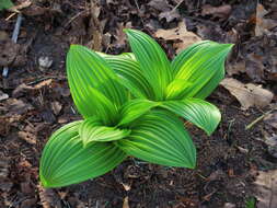 Image of black false hellebore