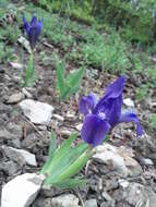 Plancia ëd Iris pumila L.