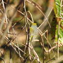 Imagem de Vireo brevipennis (Sclater & PL 1858)