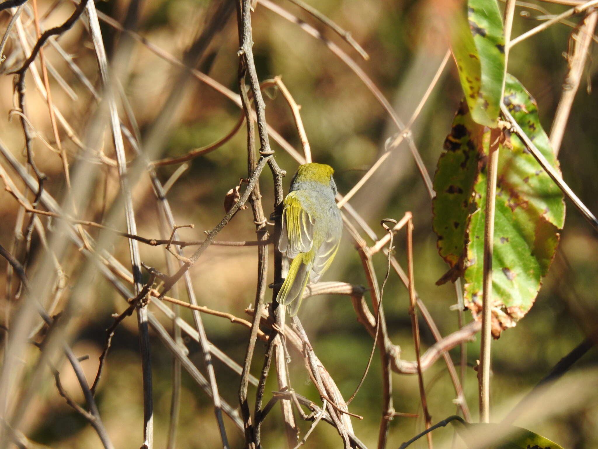 Слика од Vireo brevipennis (Sclater & PL 1858)