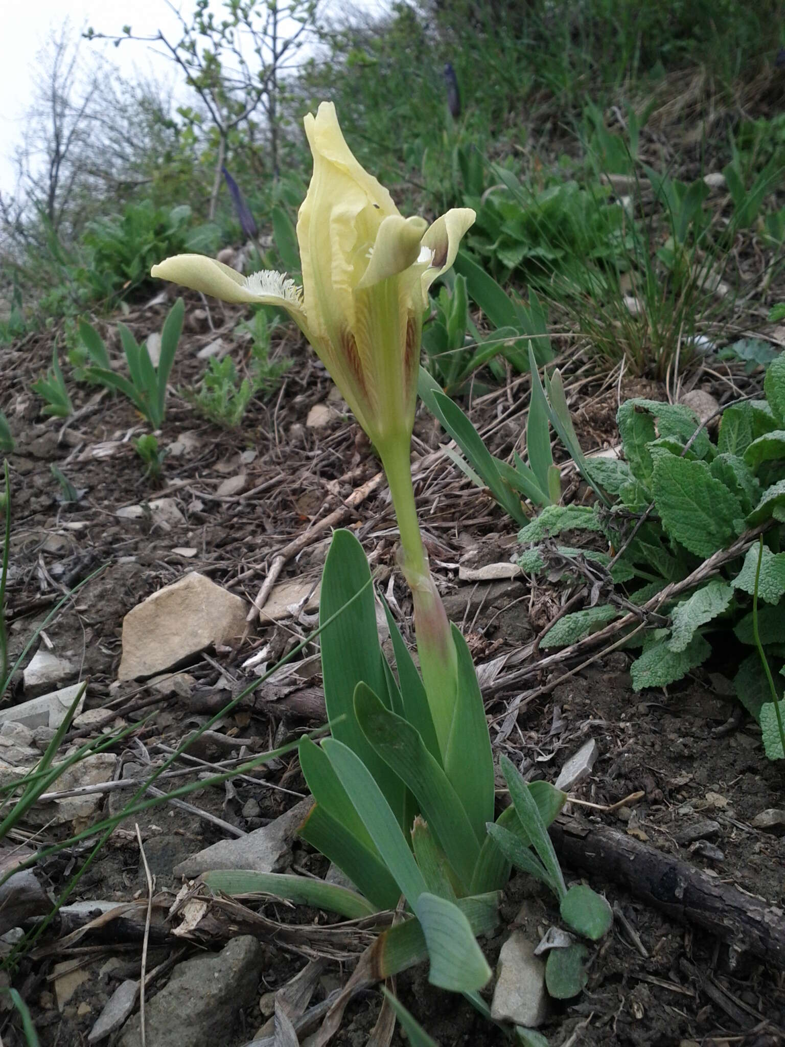 Plancia ëd Iris pumila L.