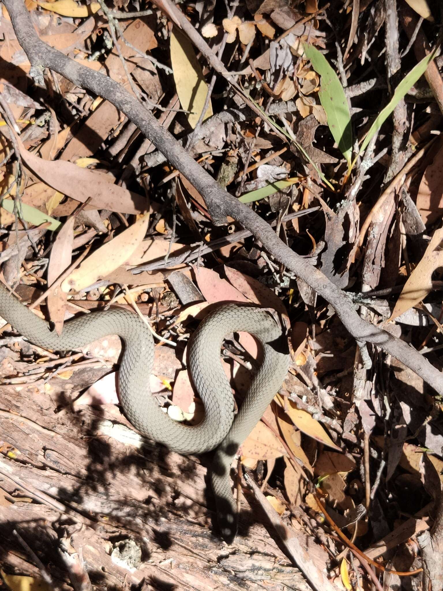 Image of White-lipped snake