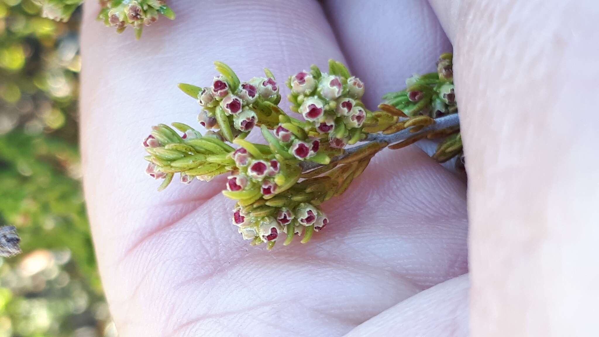 Image of Erica tristis Bartl.