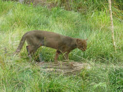 Image of Jaguarundi