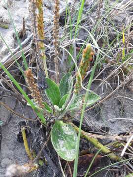 Plantago catharinea Decne. resmi