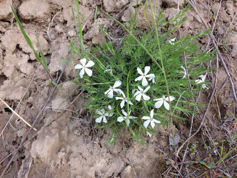 Image of spiny phlox