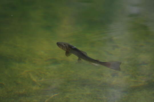 Image of Brown Trout