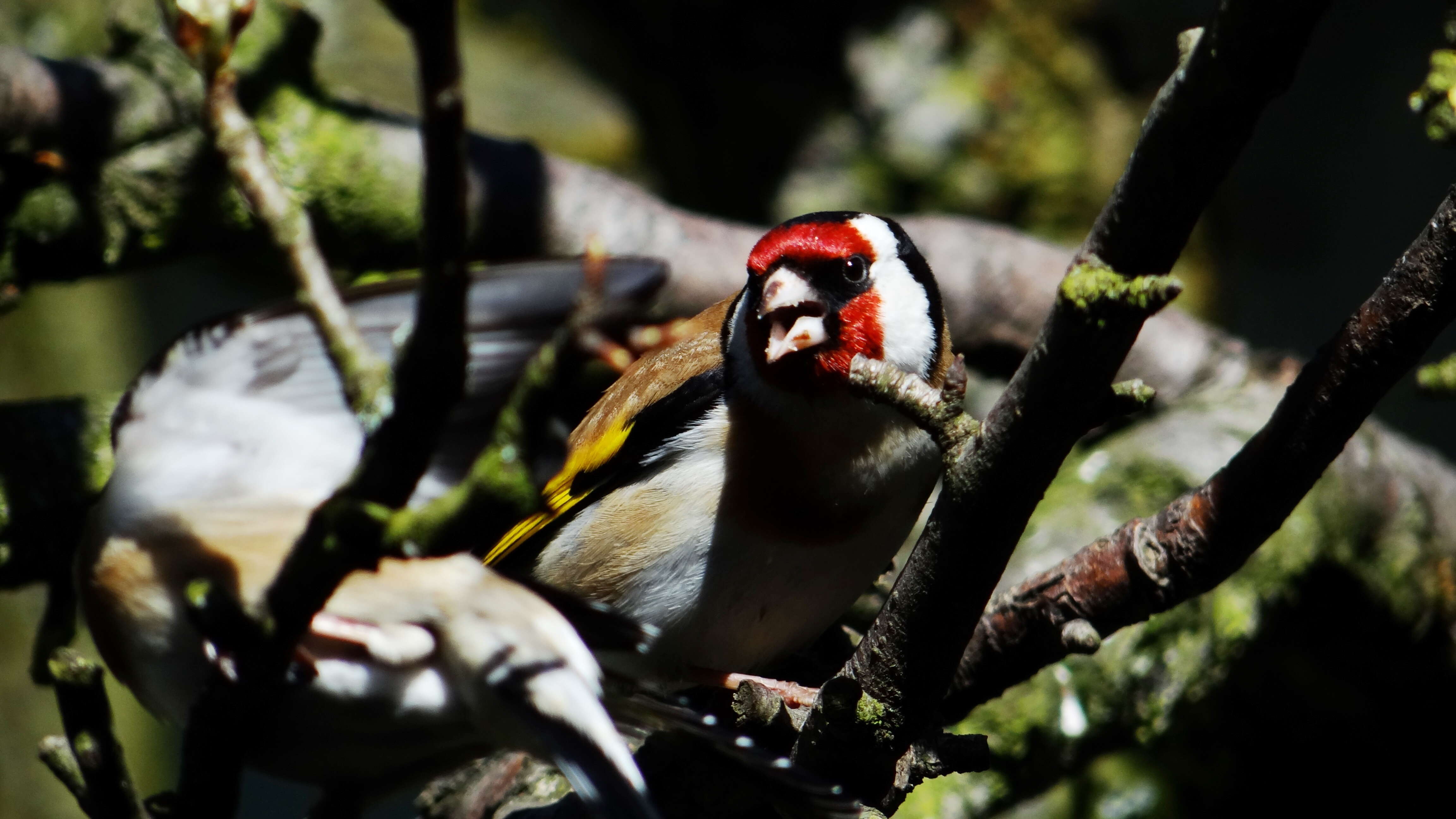 Image of European Goldfinch