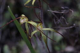 Image de Caladenia xantha Hopper & A. P. Br.