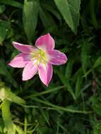 Image of Zephyranthes carinata Herb.