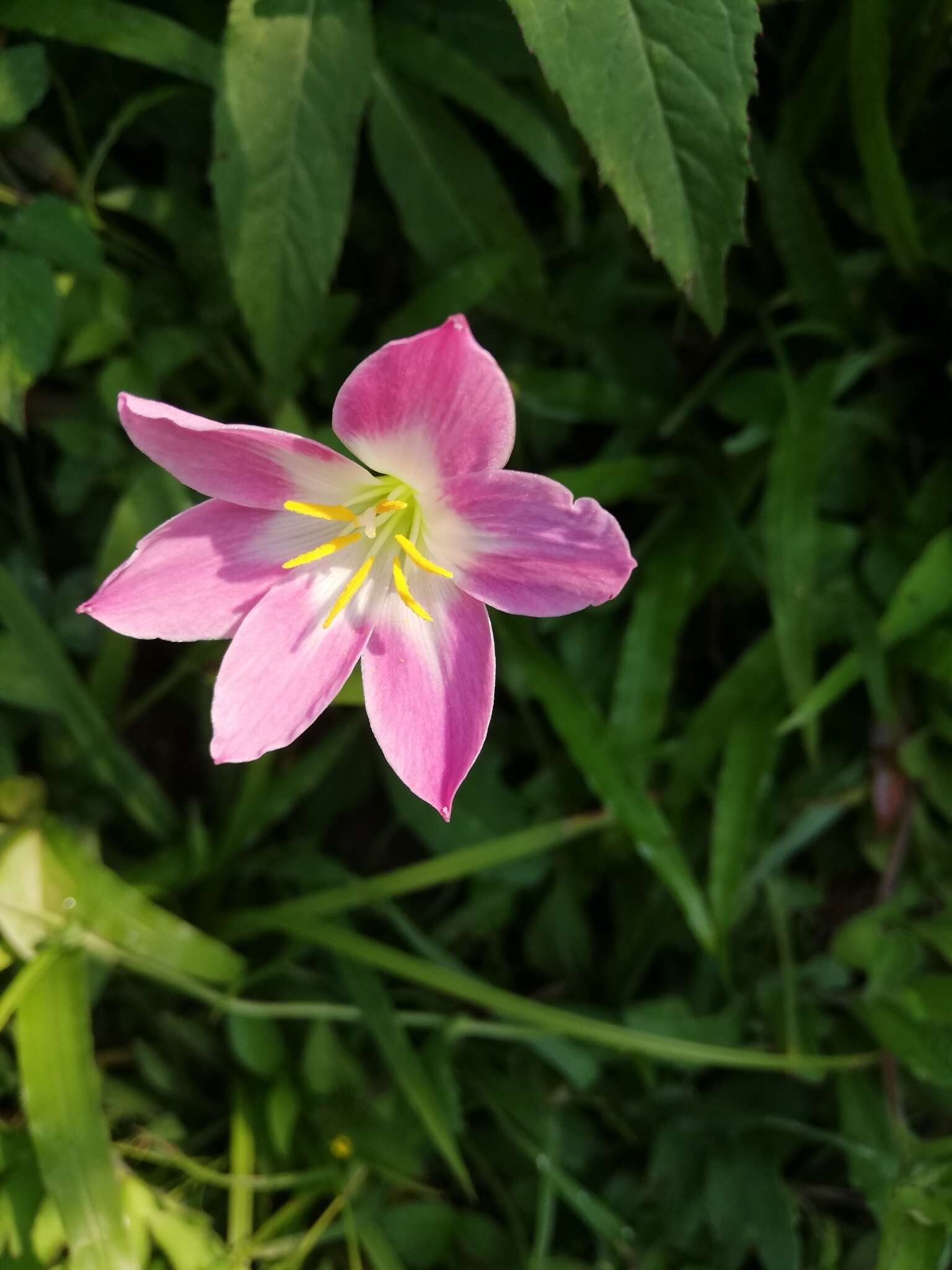 Image of Zephyranthes carinata Herb.