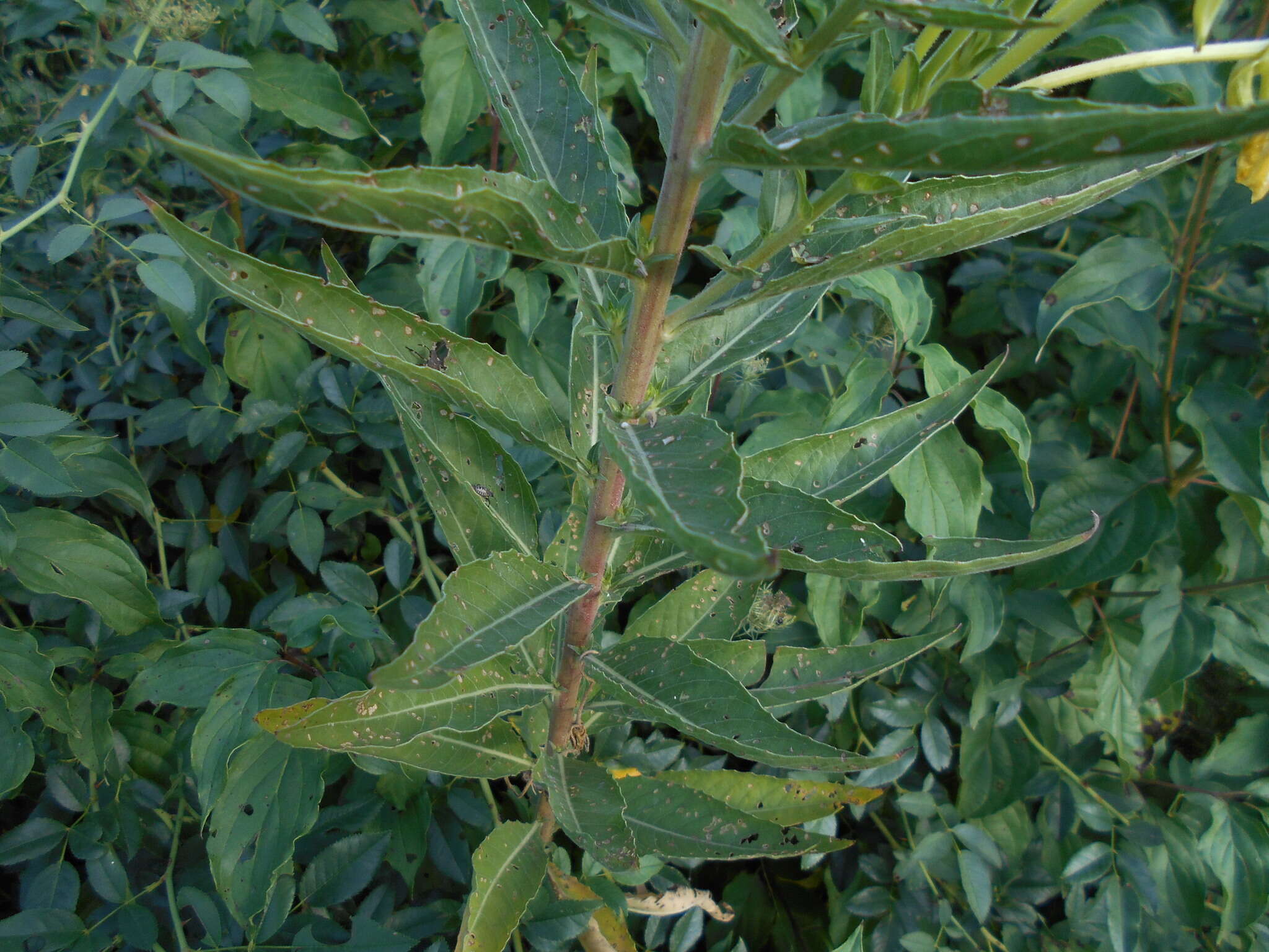 Plancia ëd Oenothera stucchii Soldano