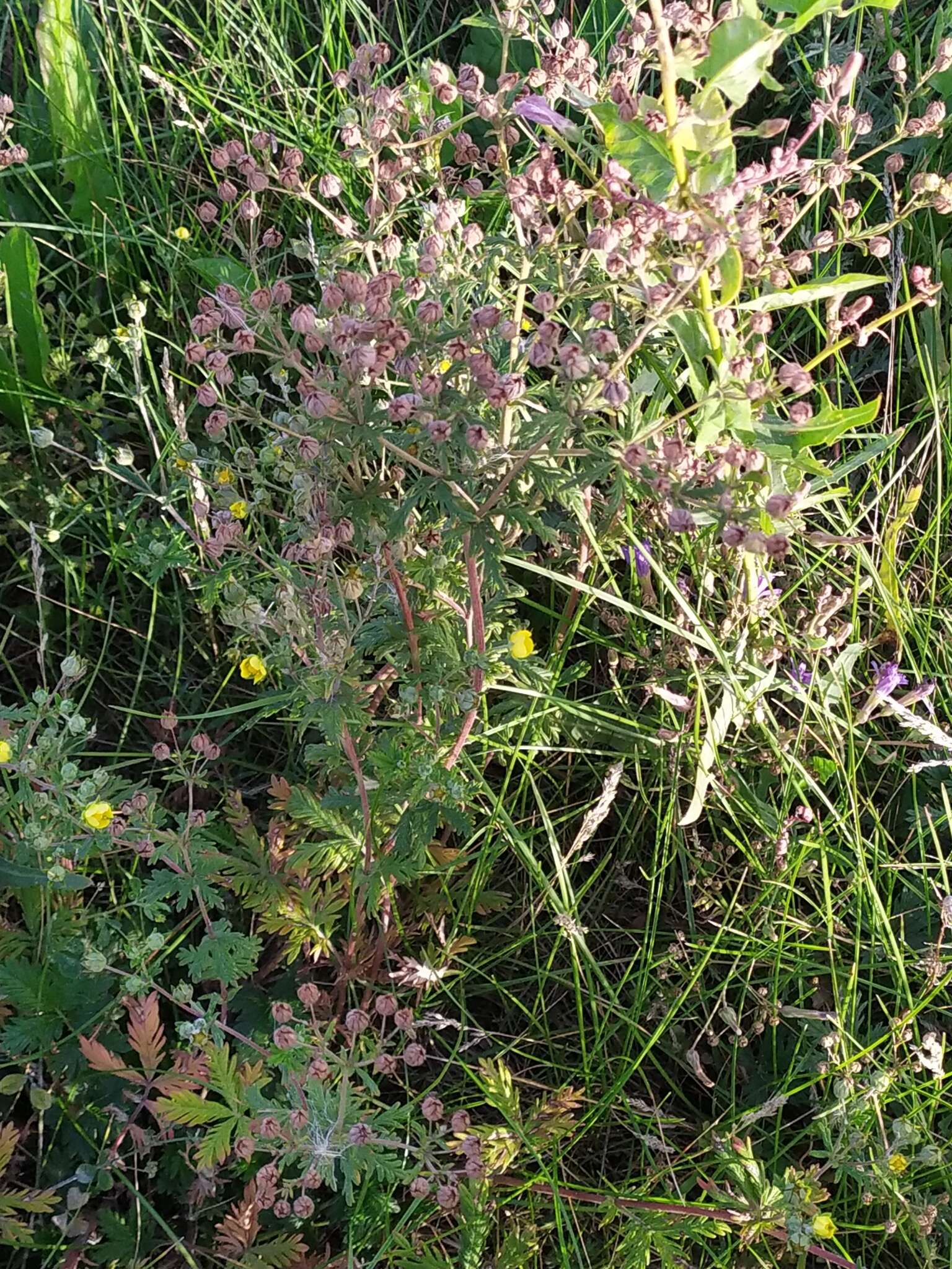 Image of Potentilla conferta Bunge