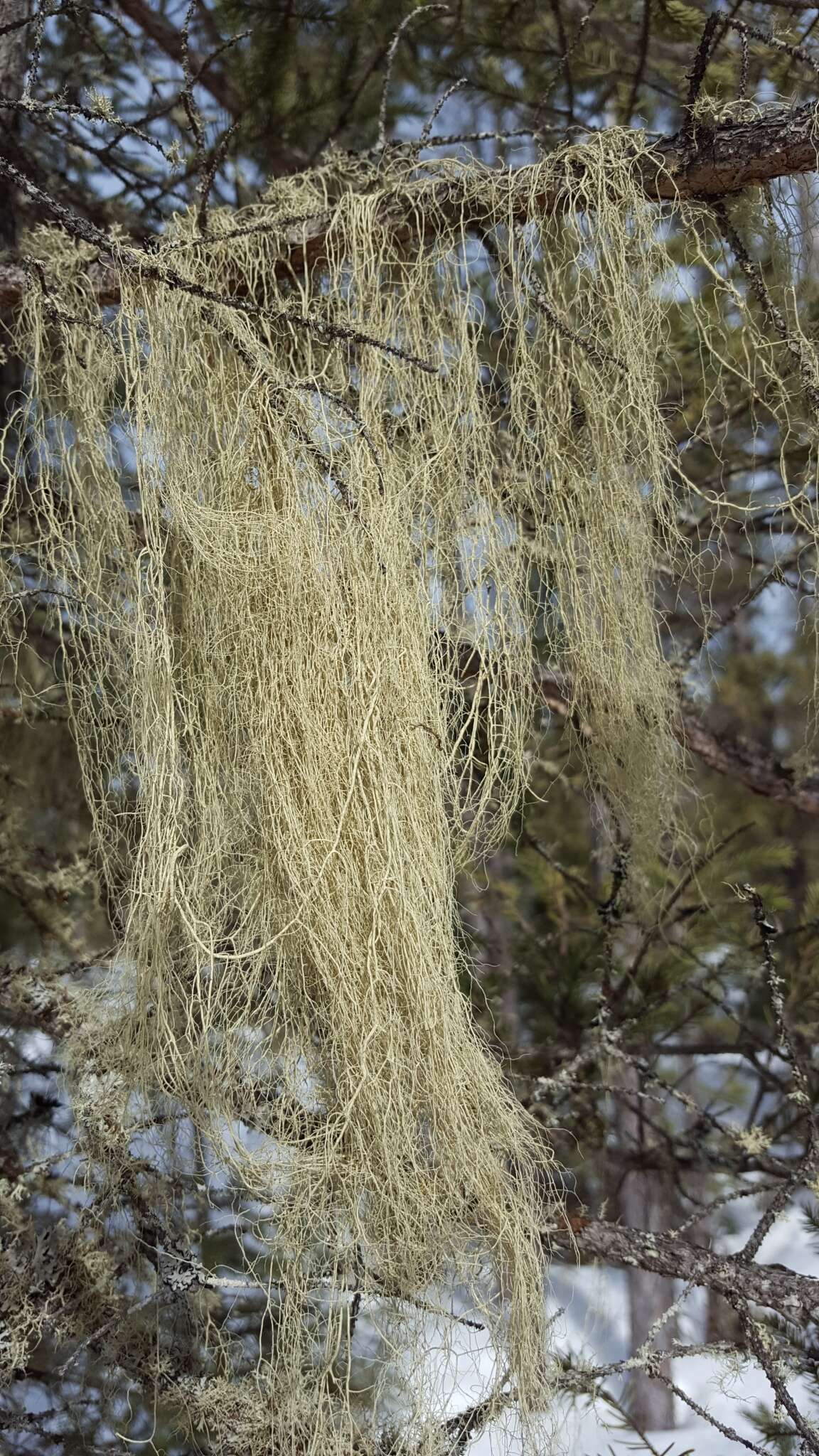 Image of cavern beard lichen