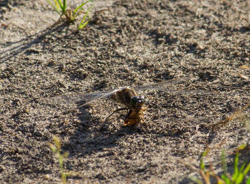 Image of Black-tailed Skimmer