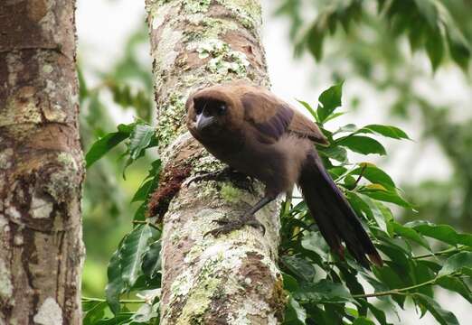 Image of Purplish Jay