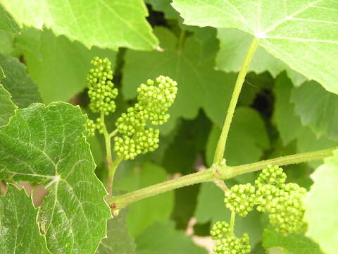 Image of wine grape