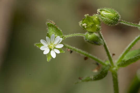 Image of Stellaria cupaniana (Jordan & Fourr.) Beguinot