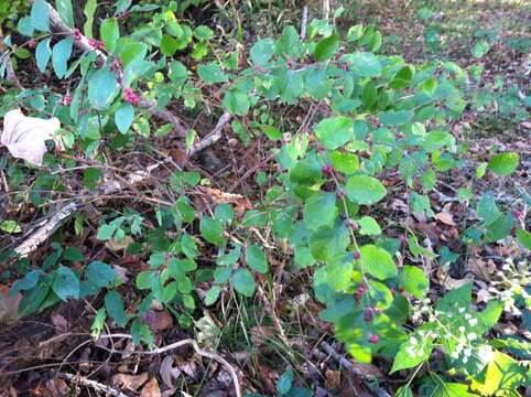 Image of coralberry