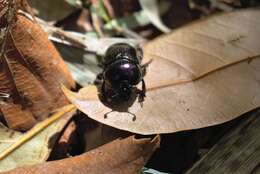 Image of Phelotrupes (Eogeotrupes) laevistriatus (Motschulsky 1857)