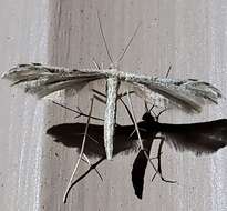 Image of Belfrage's Plume Moth