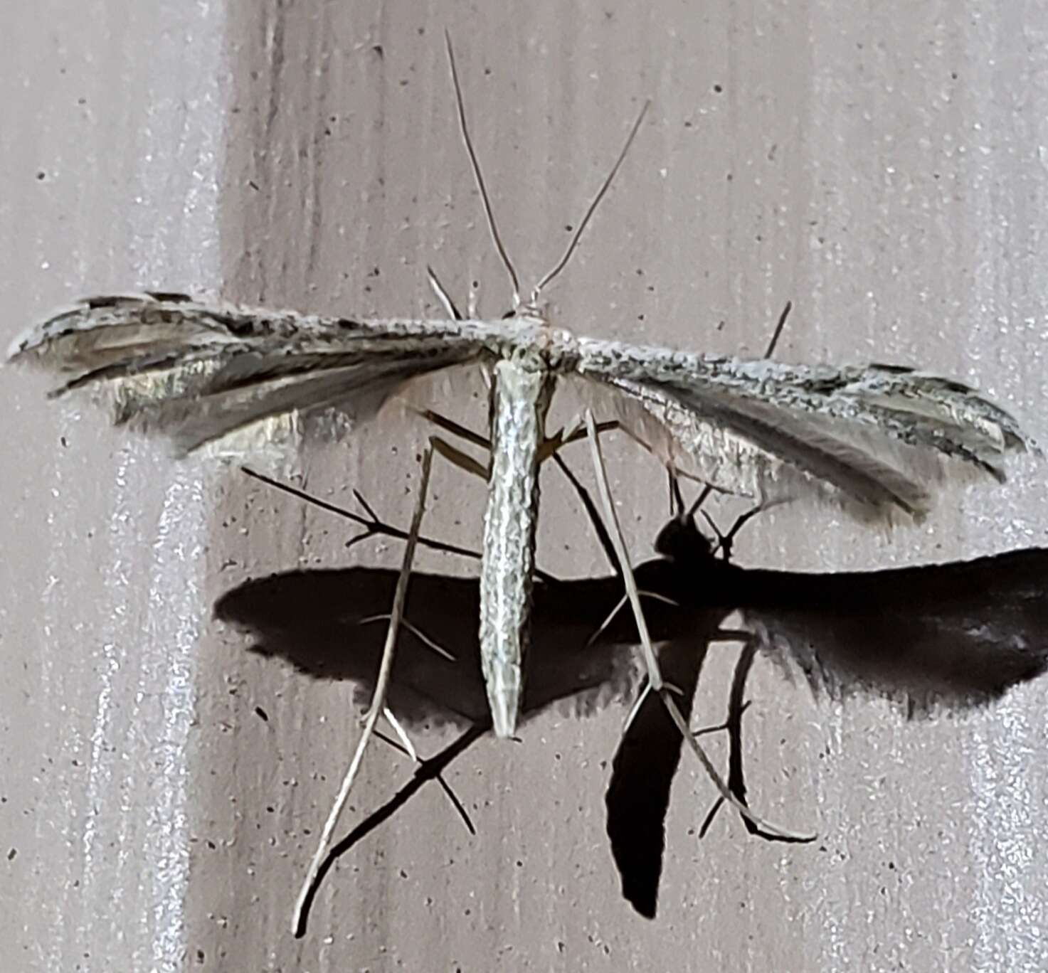 Image of Belfrage's Plume Moth