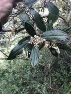 Image of Miconia versicolor Naud.