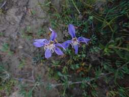 Image of Moraea lugubris (Salisb.) Goldblatt