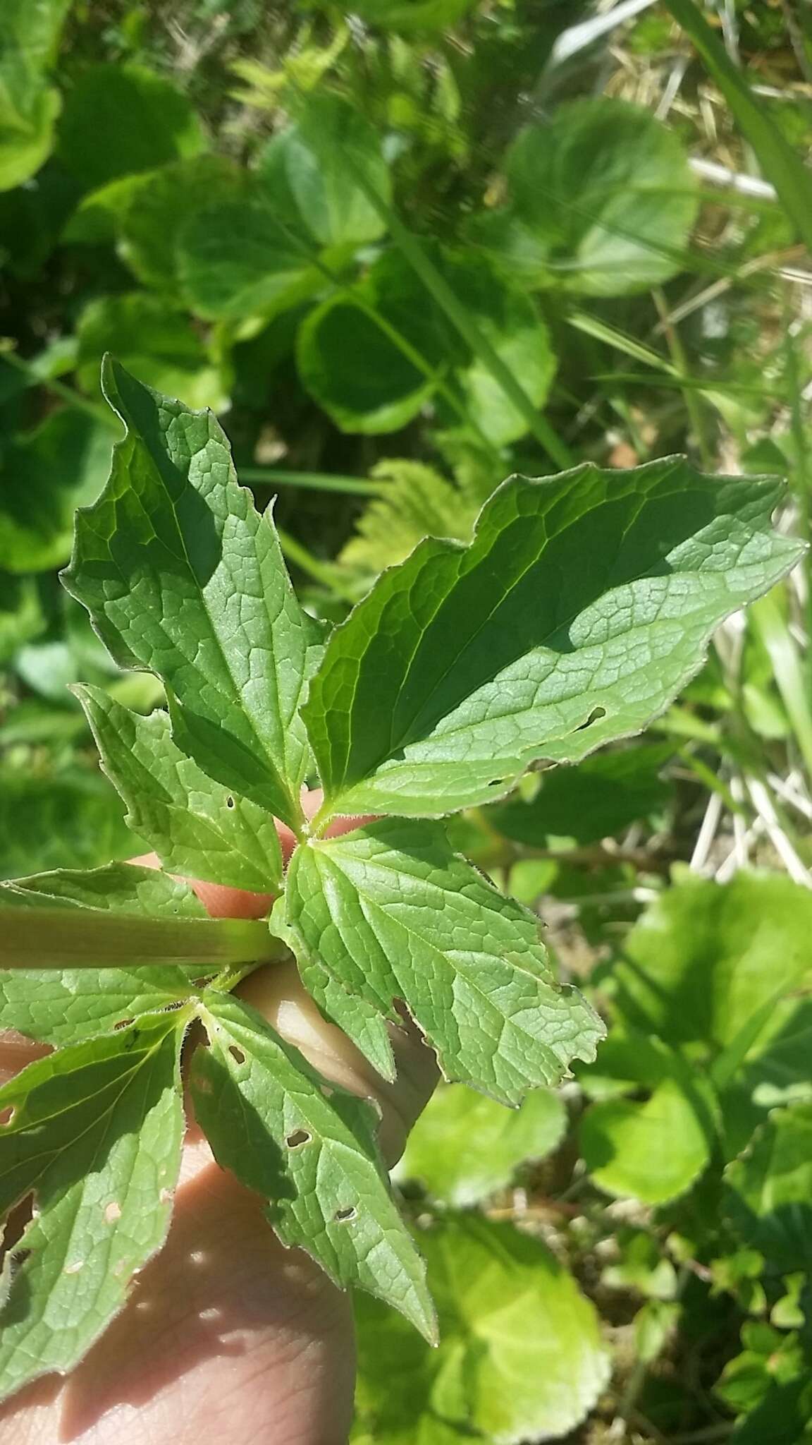 Image of Mountain Heliotrope